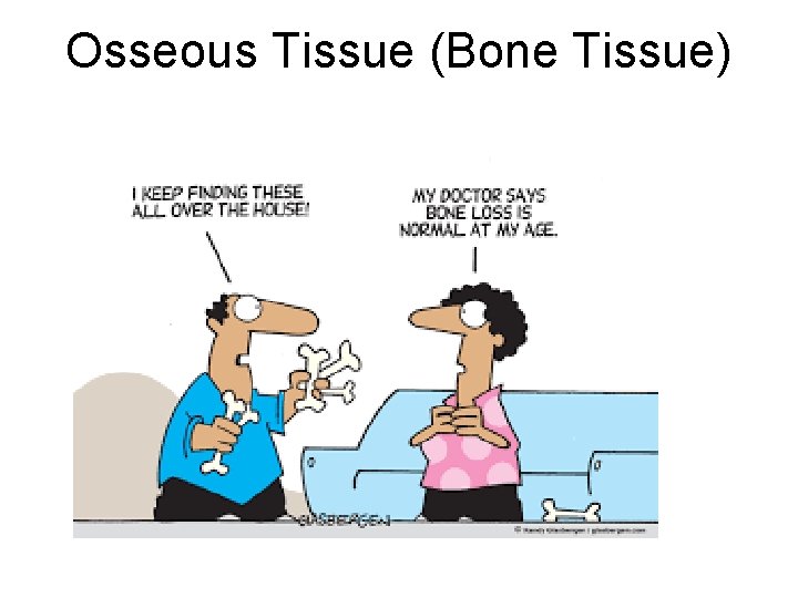 Osseous Tissue (Bone Tissue) 