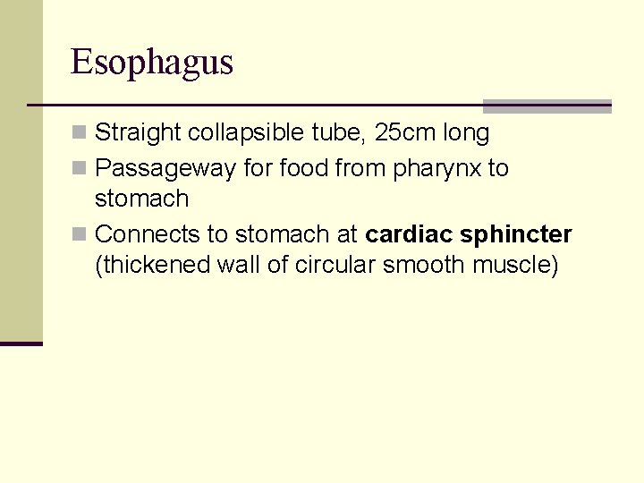 Esophagus n Straight collapsible tube, 25 cm long n Passageway for food from pharynx