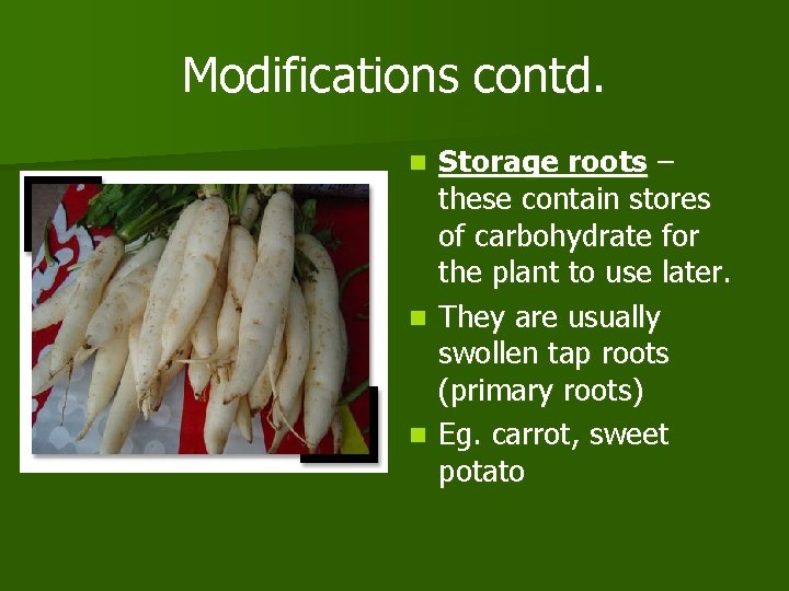 Modifications contd. Storage roots – these contain stores of carbohydrate for the plant to