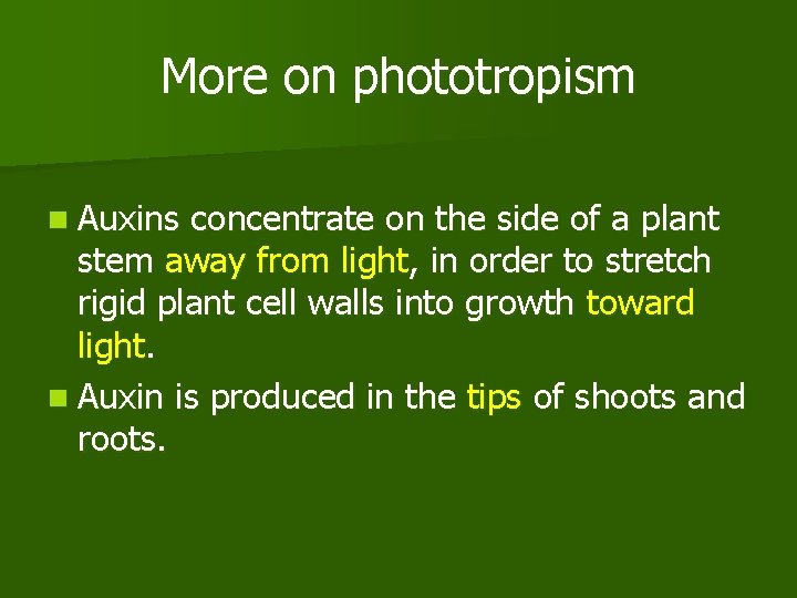 More on phototropism n Auxins concentrate on the side of a plant stem away