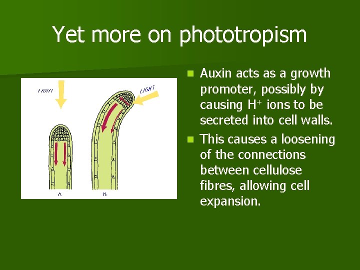Yet more on phototropism Auxin acts as a growth promoter, possibly by causing H+