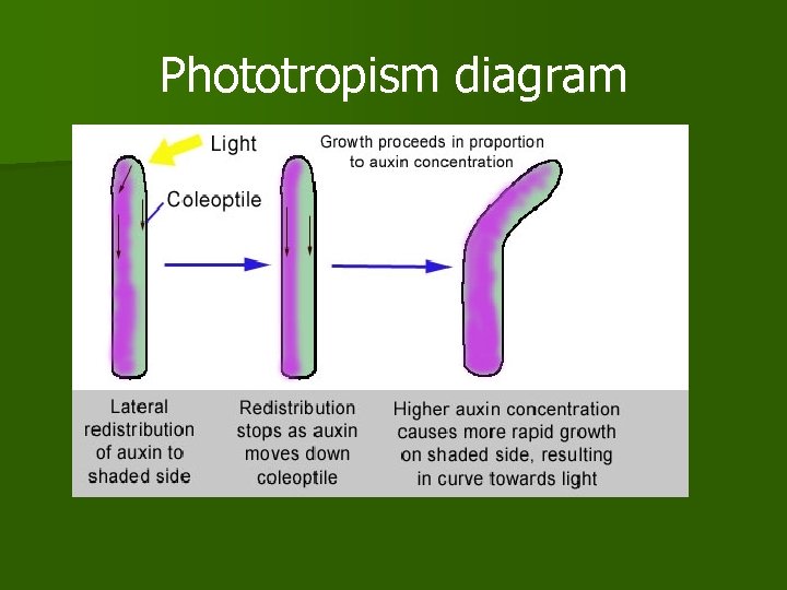 Phototropism diagram 