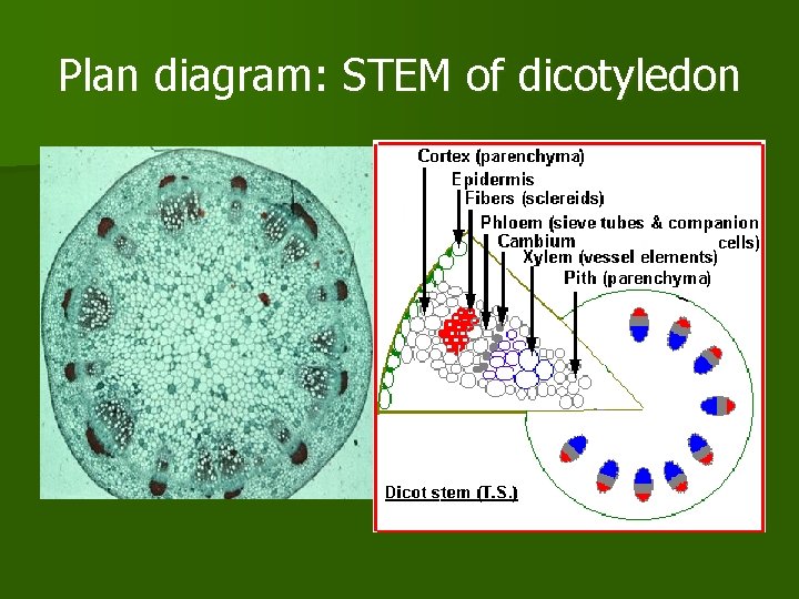 Plan diagram: STEM of dicotyledon 
