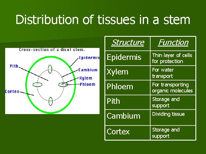 Distribution of tissues in a stem Structure Function Epidermis Thin layer of cells for