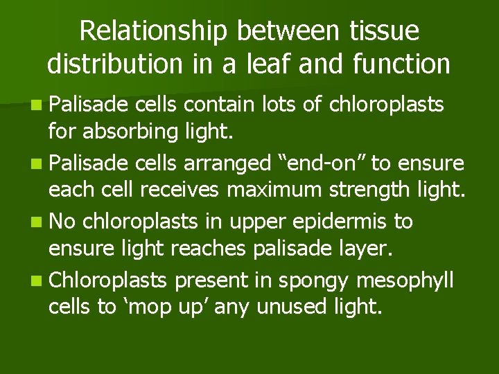 Relationship between tissue distribution in a leaf and function n Palisade cells contain lots