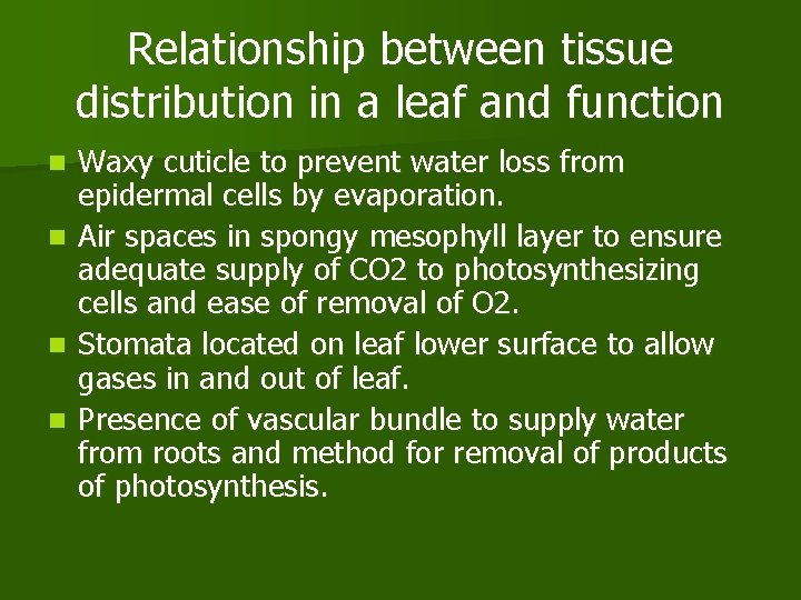 Relationship between tissue distribution in a leaf and function n n Waxy cuticle to