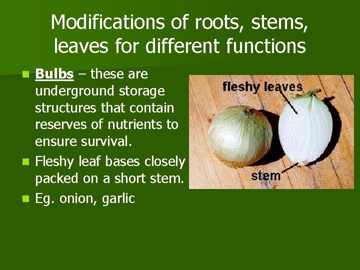 Modifications of roots, stems, leaves for different functions Bulbs – these are underground storage