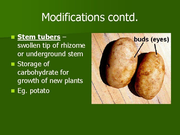 Modifications contd. Stem tubers – swollen tip of rhizome or underground stem n Storage
