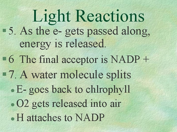 Light Reactions § 5. As the e- gets passed along, energy is released. §