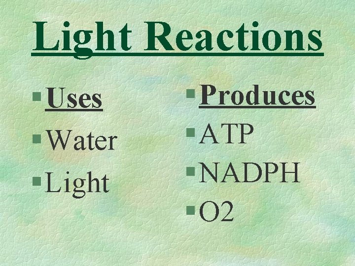 Light Reactions § Uses § Water § Light § Produces § ATP § NADPH
