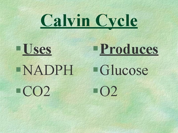 Calvin Cycle § Uses § NADPH § CO 2 § Produces § Glucose §