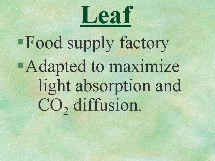 Leaf § Food supply factory § Adapted to maximize light absorption and CO 2
