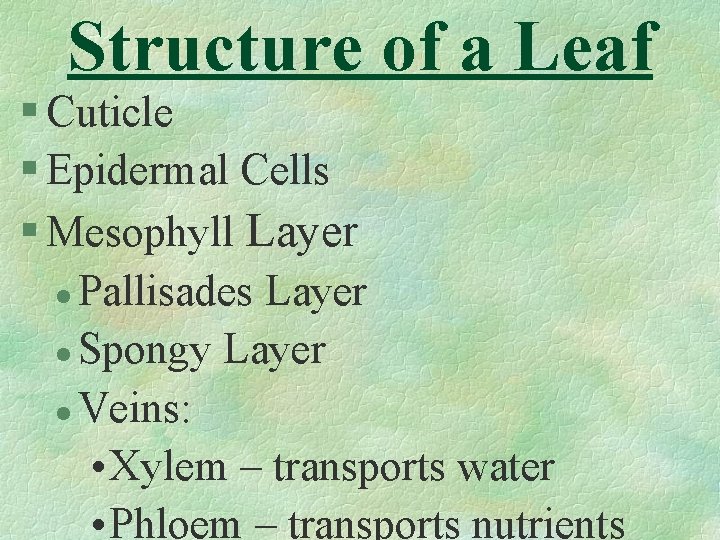 Structure of a Leaf § Cuticle § Epidermal Cells § Mesophyll Layer l Pallisades
