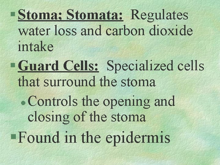 § Stoma; Stomata: Regulates water loss and carbon dioxide intake § Guard Cells: Specialized