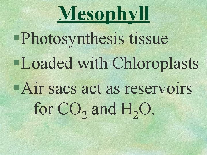Mesophyll § Photosynthesis tissue § Loaded with Chloroplasts § Air sacs act as reservoirs