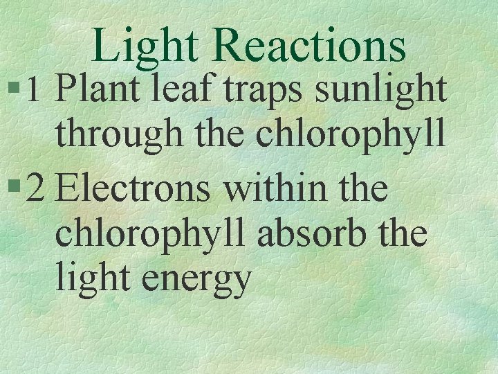 Light Reactions § 1 Plant leaf traps sunlight through the chlorophyll § 2 Electrons