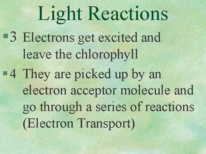 Light Reactions § 3 Electrons get excited and leave the chlorophyll § 4 They