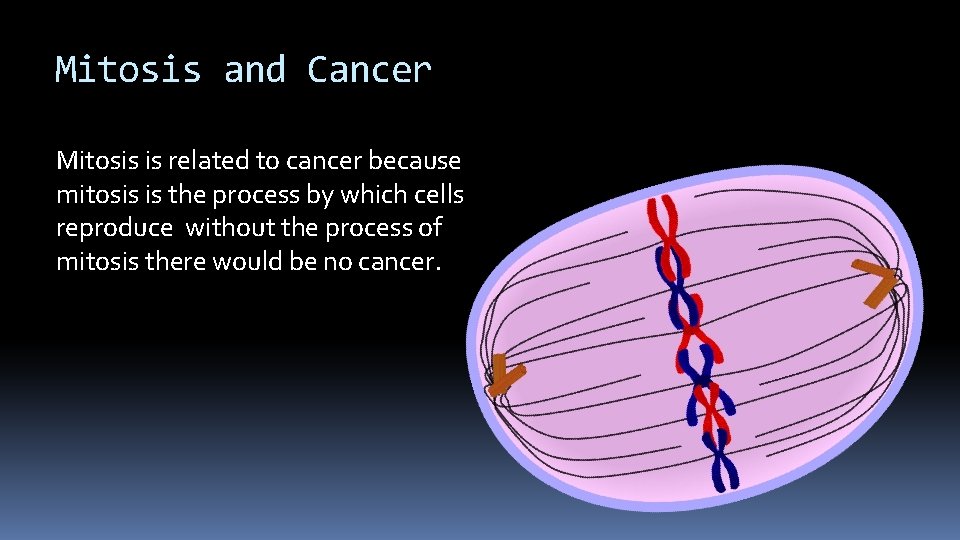 Mitosis and Cancer Mitosis is related to cancer because mitosis is the process by