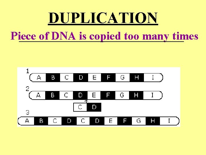 DUPLICATION Piece of DNA is copied too many times ________________________ DUPLICATION Piece of DNA is copied too many times ________________________
