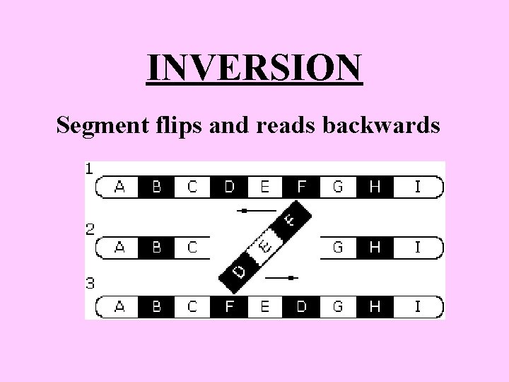 INVERSION Segment flips and reads backwards INVERSION Segment flips and reads backwards