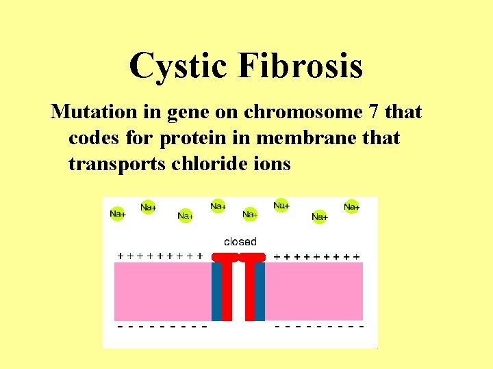Cystic Fibrosis Mutation in gene on chromosome 7 that codes for protein in membrane Cystic Fibrosis Mutation in gene on chromosome 7 that codes for protein in membrane