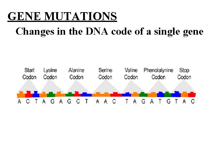 GENE MUTATIONS Changes in the DNA code of a single gene GENE MUTATIONS Changes in the DNA code of a single gene