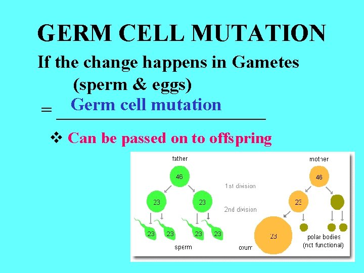 GERM CELL MUTATION If the change happens in Gametes (sperm & eggs) Germ cell GERM CELL MUTATION If the change happens in Gametes (sperm & eggs) Germ cell