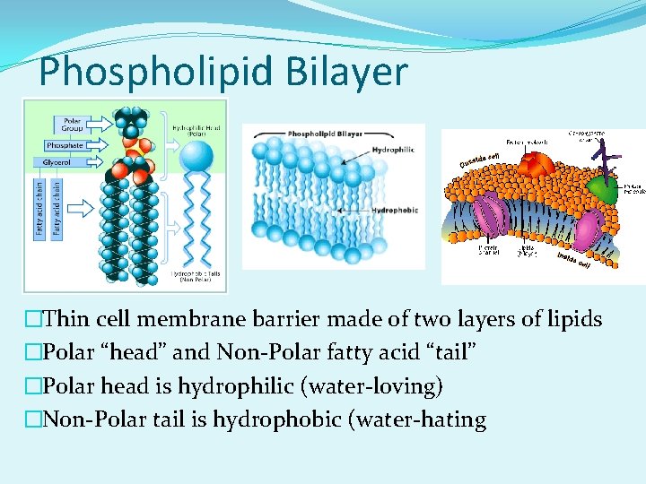 Phospholipid Bilayer �Thin cell membrane barrier made of two layers of lipids �Polar “head”