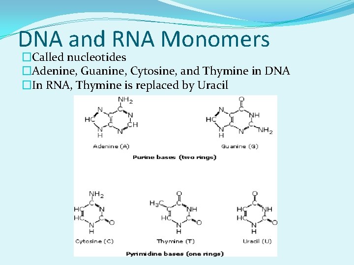 DNA and RNA Monomers �Called nucleotides �Adenine, Guanine, Cytosine, and Thymine in DNA �In