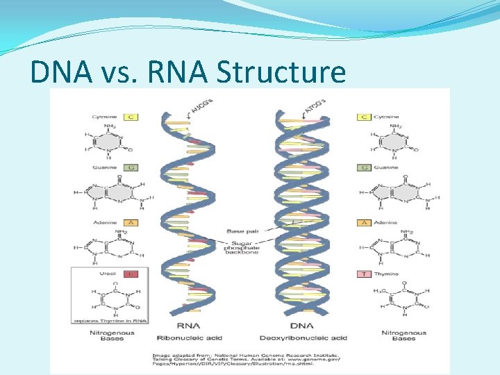 DNA vs. RNA Structure 