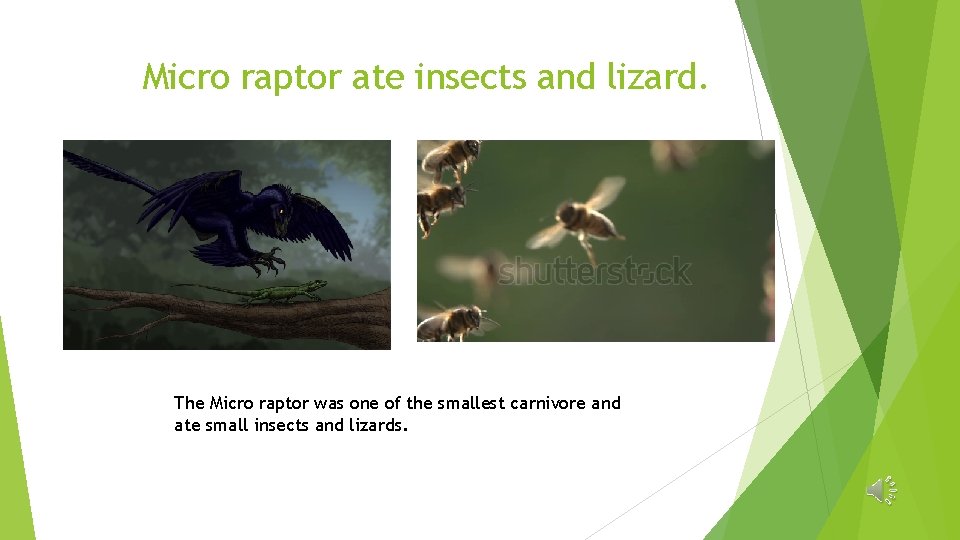Micro raptor ate insects and lizard. The Micro raptor was one of the smallest