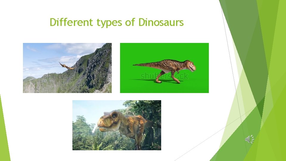 Different types of Dinosaurs 