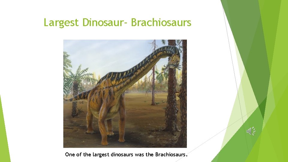 Largest Dinosaur- Brachiosaurs One of the largest dinosaurs was the Brachiosaurs. 