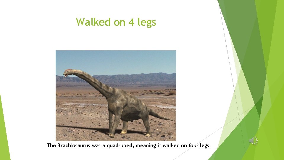 Walked on 4 legs The Brachiosaurus was a quadruped, meaning it walked on four