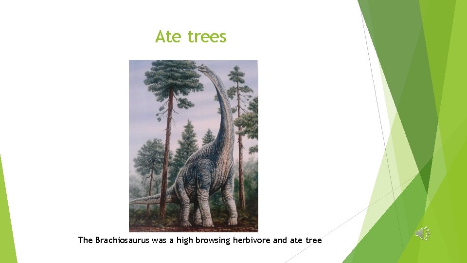 Ate trees The Brachiosaurus was a high browsing herbivore and ate tree 