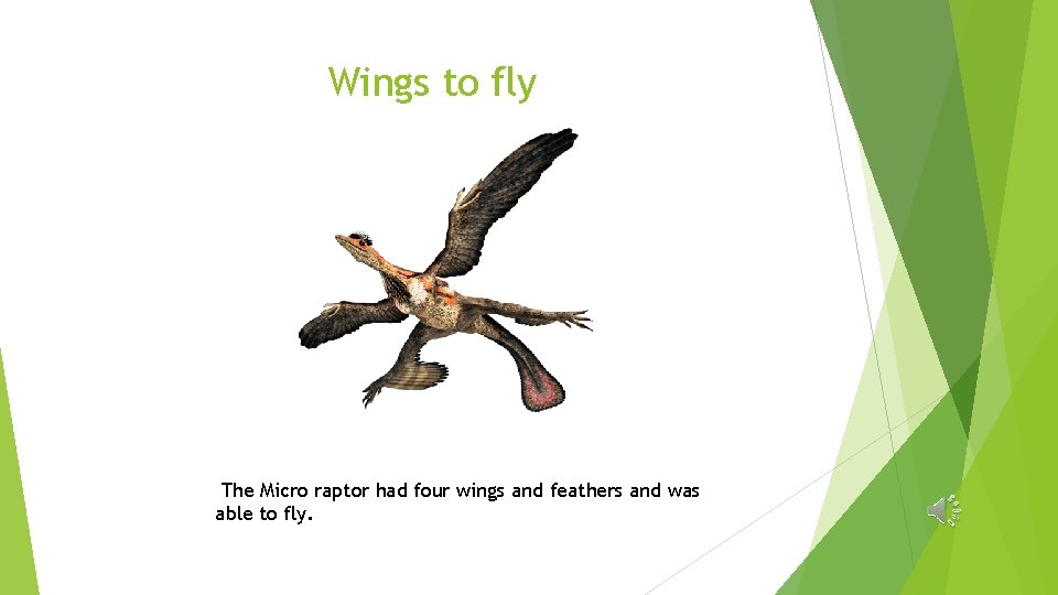 Wings to fly The Micro raptor had four wings and feathers and was able