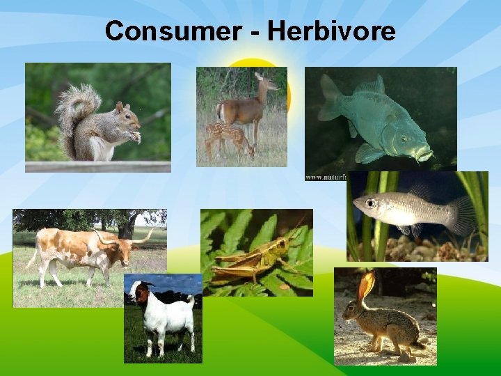 Consumer - Herbivore 