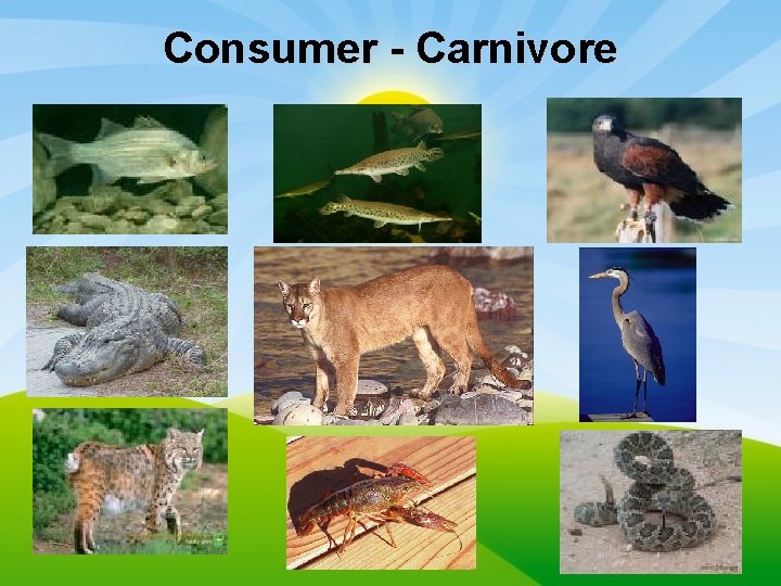 Consumer - Carnivore 