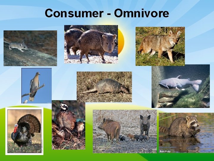 Consumer - Omnivore 