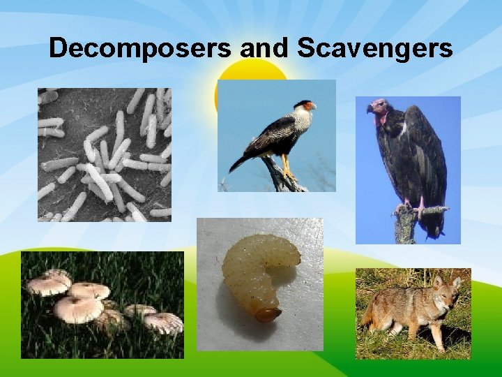 Decomposers and Scavengers 