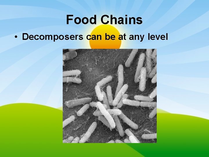 Food Chains • Decomposers can be at any level 