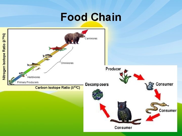 Food Chain 