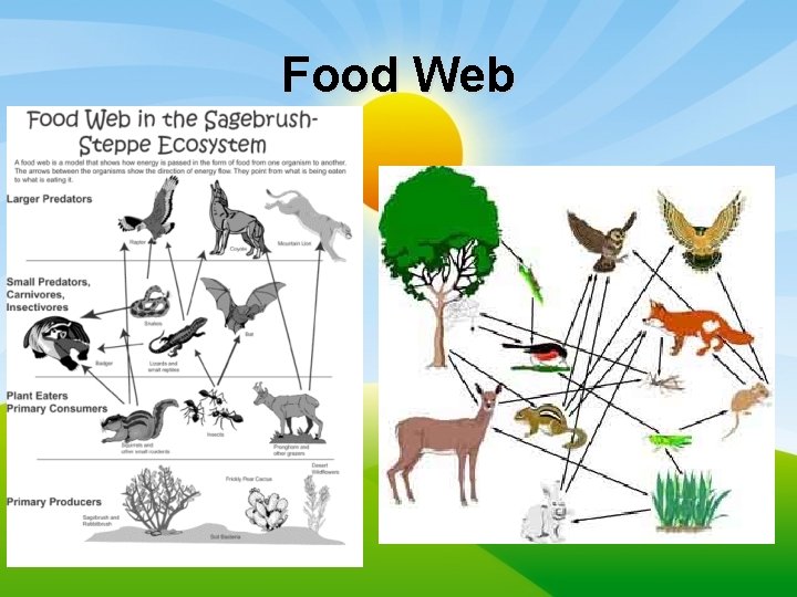 Food Web 