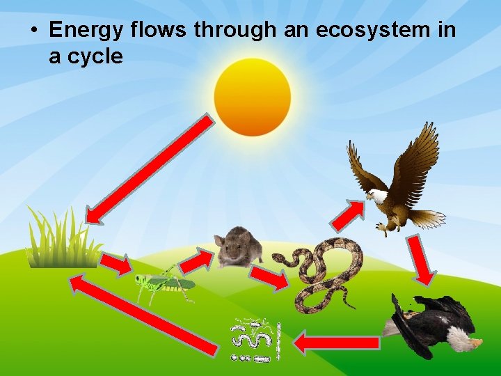  • Energy flows through an ecosystem in a cycle 