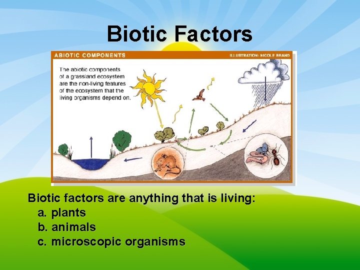 Biotic Factors Biotic factors are anything that is living: a. plants b. animals c.