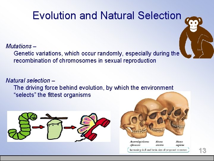 Evolution and Natural Selection Mutations – Genetic variations, which occur randomly, especially during the