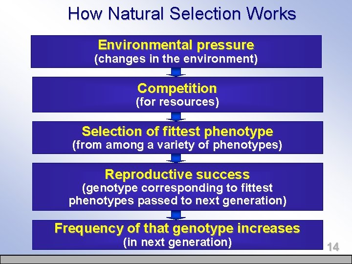 How Natural Selection Works Environmental pressure (changes in the environment) Competition (for resources) Selection