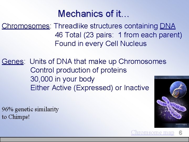 Mechanics of it… Chromosomes: Threadlike structures containing DNA 46 Total (23 pairs: 1 from