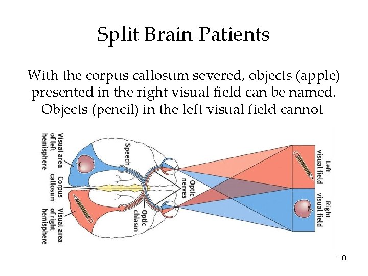 Split Brain Patients With the corpus callosum severed, objects (apple) presented in the right