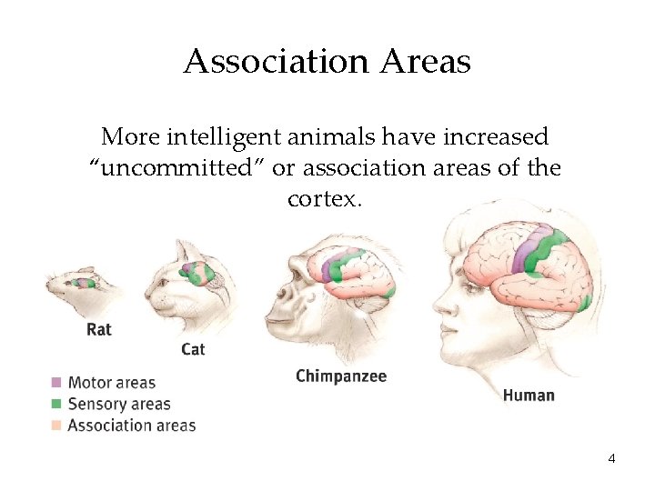 Association Areas More intelligent animals have increased “uncommitted” or association areas of the cortex.